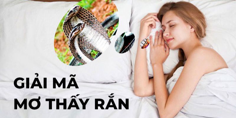 Quan niệm và ý nghĩa của việc nằm mơ thấy rắn